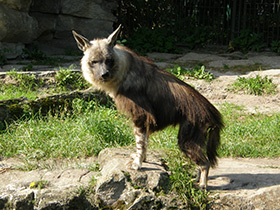 Бурая гиена Бурая гиена