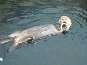 Фото Вилка дятлового вьюрка и наковальня калана