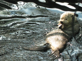 Смотреть фото Калан Фото Калан