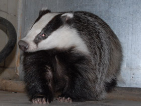 Смотреть фото Барсук Фото Барсук