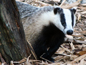 Фото Кто впадает в спячку?
