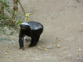 Смотреть фото Медоед Фото Медоед