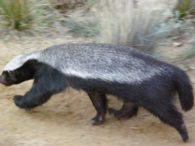 Смотреть фото Медоед Фото Медоед