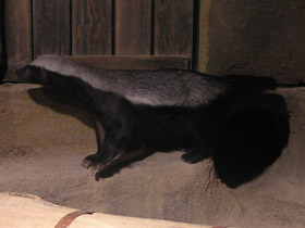 Смотреть фото Медоед Фото Медоед