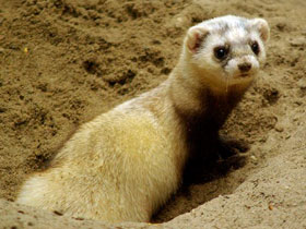 Смотреть фото Слепые детеныши Фото Слепые детеныши