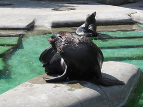 Фото Северный морской котик