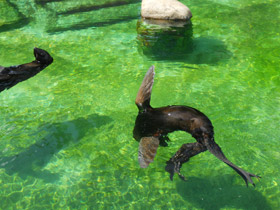 Фото Северный морской котик