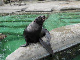 Фото Северный морской котик