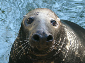 Смотреть фото Сборища гренландских тюленей в Белом море Фото Сборища гренландских тюленей в Белом море