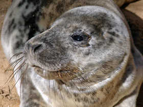 Смотреть фото Серый тюлень Фото Серый тюлень