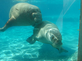 Смотреть фото Морж Фото Морж