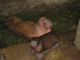 Смотреть фото «Мама, возьми меня на ручки!» Фото «Мама, возьми меня на ручки!»