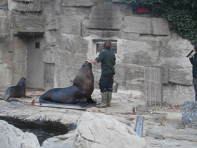 Смотреть фото Южный морской лев Фото Южный морской лев