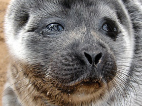 Кольчатая нерпа Кольчатая нерпа