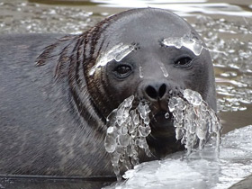 Кольчатая нерпа Кольчатая нерпа