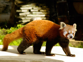 Смотреть фото Малая панда: единственная в своем семействе Фото Малая панда: единственная в своем семействе