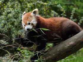 Смотреть фото Малая панда: единственная в своем семействе Фото Малая панда: единственная в своем семействе