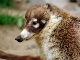 Смотреть фото Белоносая носуха Фото Белоносая носуха