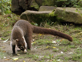 Смотреть фото Белоносая носуха Фото Белоносая носуха