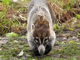 Смотреть фото Белоносая носуха Фото Белоносая носуха