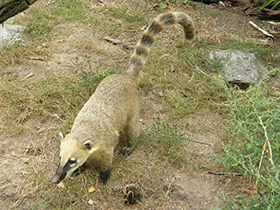 Фото Обыкновенная носуха