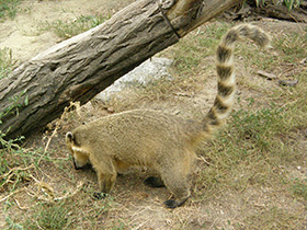 Фото Обыкновенная носуха