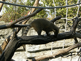 Фото Обыкновенная носуха