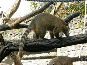 Фото Обыкновенная носуха