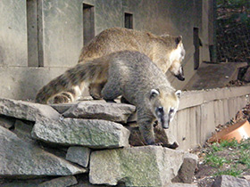 Фото Обыкновенная носуха