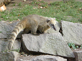 Фото Обыкновенная носуха