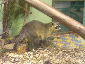 Фото Обыкновенная носуха