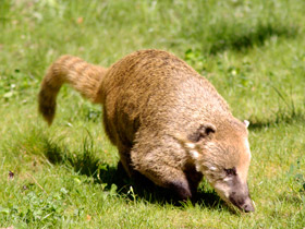 Фото Обыкновенная носуха