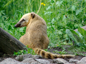 Фото Обыкновенная носуха