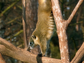 Фото Обыкновенная носуха