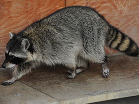 Смотреть фото Енот-полоскун Фото Енот-полоскун