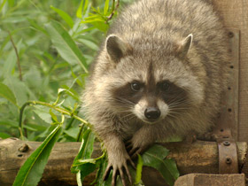 Смотреть фото Енот-полоскун Фото Енот-полоскун