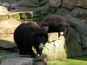 Смотреть фото Губач Фото Губач