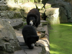 Смотреть фото Губач Фото Губач