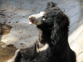 Смотреть фото Губач Фото Губач