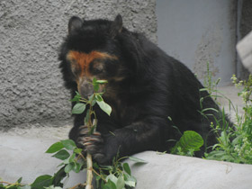 Смотреть фото Очковый медведь Фото Очковый медведь