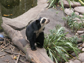 Смотреть фото Очковый медведь Фото Очковый медведь