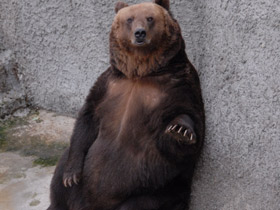 Фото Бурый медведь