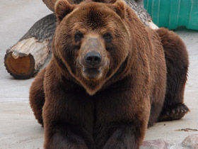 Фото Бурый медведь