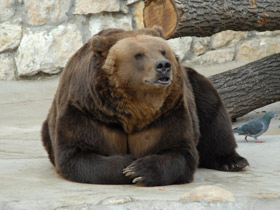 Фото Бурый медведь