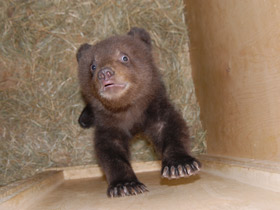 Фото Бурый медведь