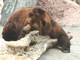 Бурый медведь Бурый медведь
