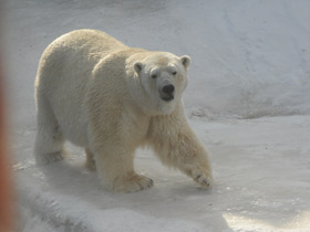 Белый медведь Белый медведь
