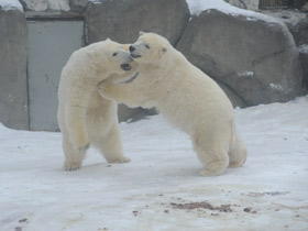 Смотреть фото Белый медведь Фото Белый медведь
