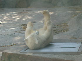 Смотреть фото Белый медведь Фото Белый медведь