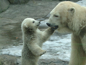 Белый медведь Белый медведь